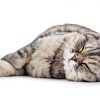 Amaziing Solutions Enzyme Pet Stain Remover Carpet Cleaner-1