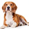 Natures Miracle Pet Stain Odor Remover Trusted Brand-6