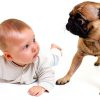 Blue Marble Stain Remover Pet Urine Odor Enzyme Cleaner-3