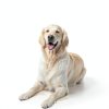 Peebuster Pet Odor Stain Remover Eliminates Messes Fast-2