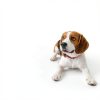 Peebuster Pet Odor Stain Remover Eliminates Messes Fast-1